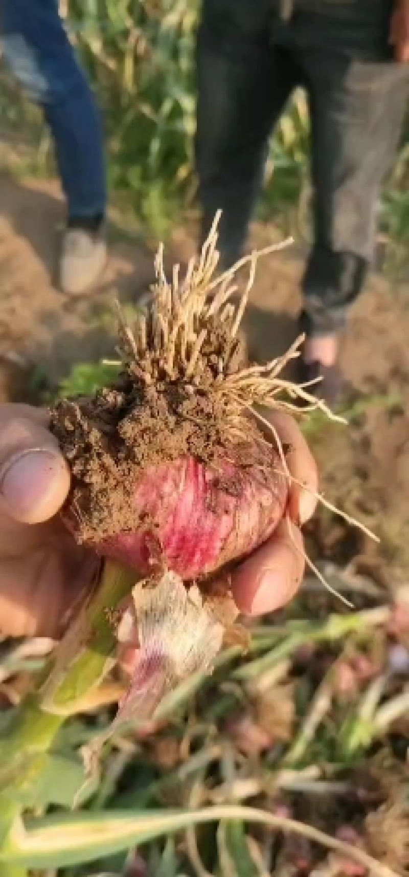 【精品推荐把子蒜】质量高价格便宜欢迎选购！货量大质量高