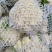 【菜花】精品花菜有机花菜大量上市保质保量欢迎致电