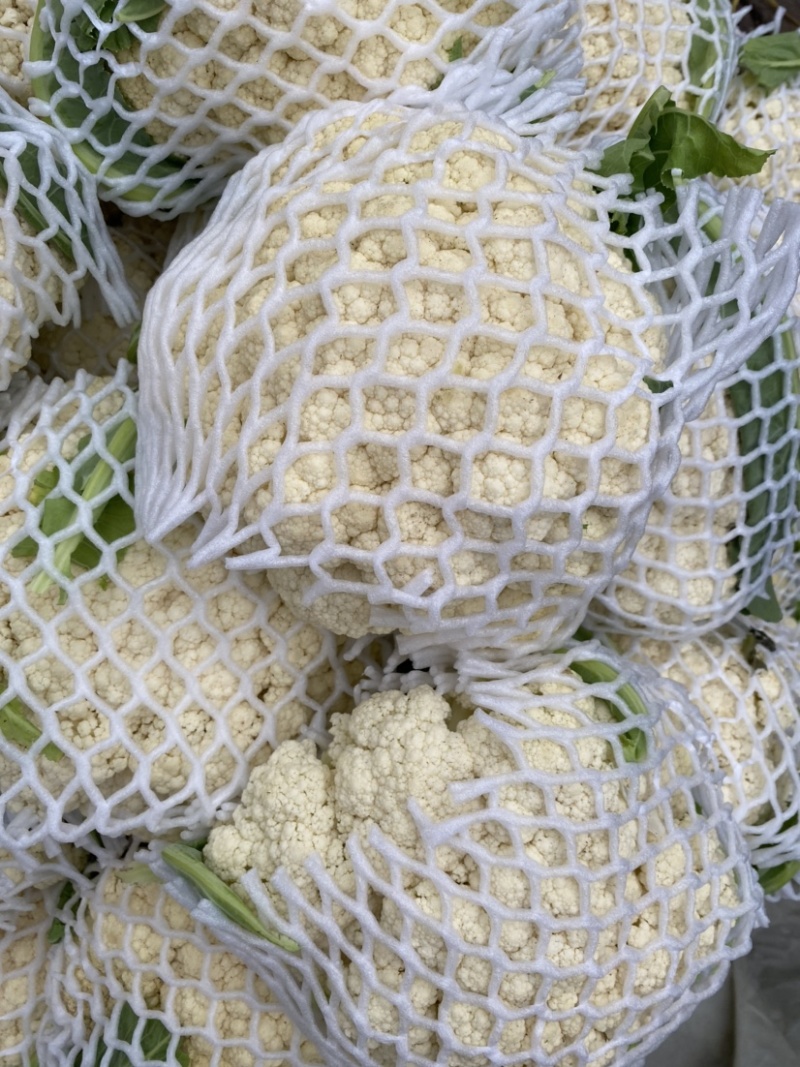 【菜花】精品花菜有机花菜大量上市保质保量欢迎致电