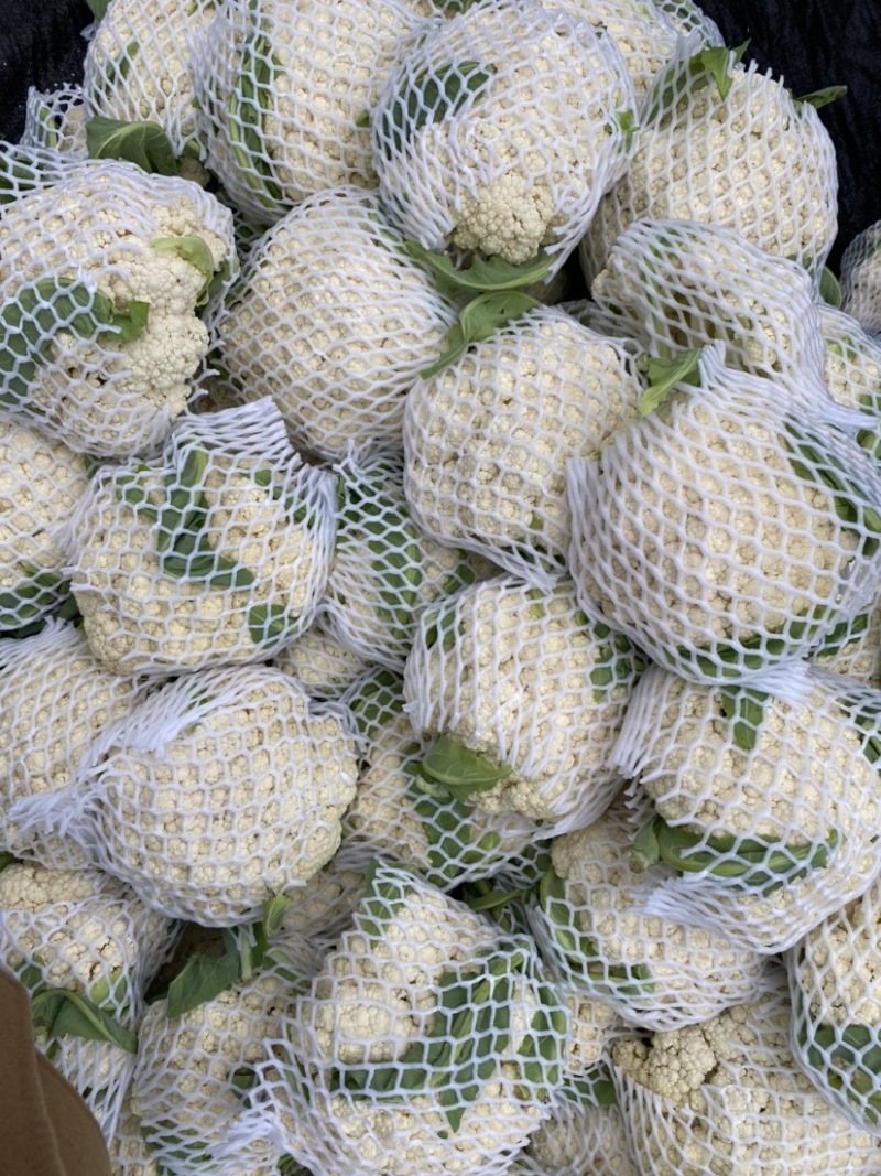 【菜花】精品花菜有机花菜大量上市保质保量欢迎致电