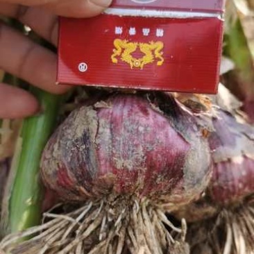 【把子蒜精品推荐】万亩精品大蒜！！优质性的选购！优质选择