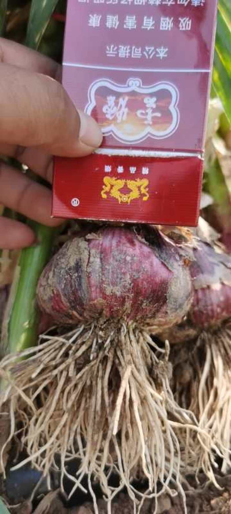 【把子蒜精品推荐】万亩精品大蒜！！优质性的选购！优质选择