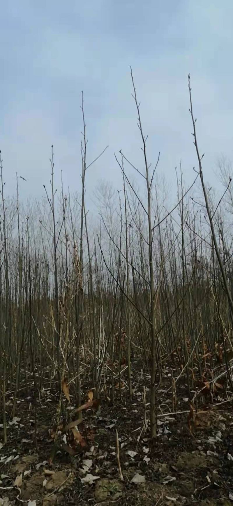 大量出售1～3公分枫杨树苗