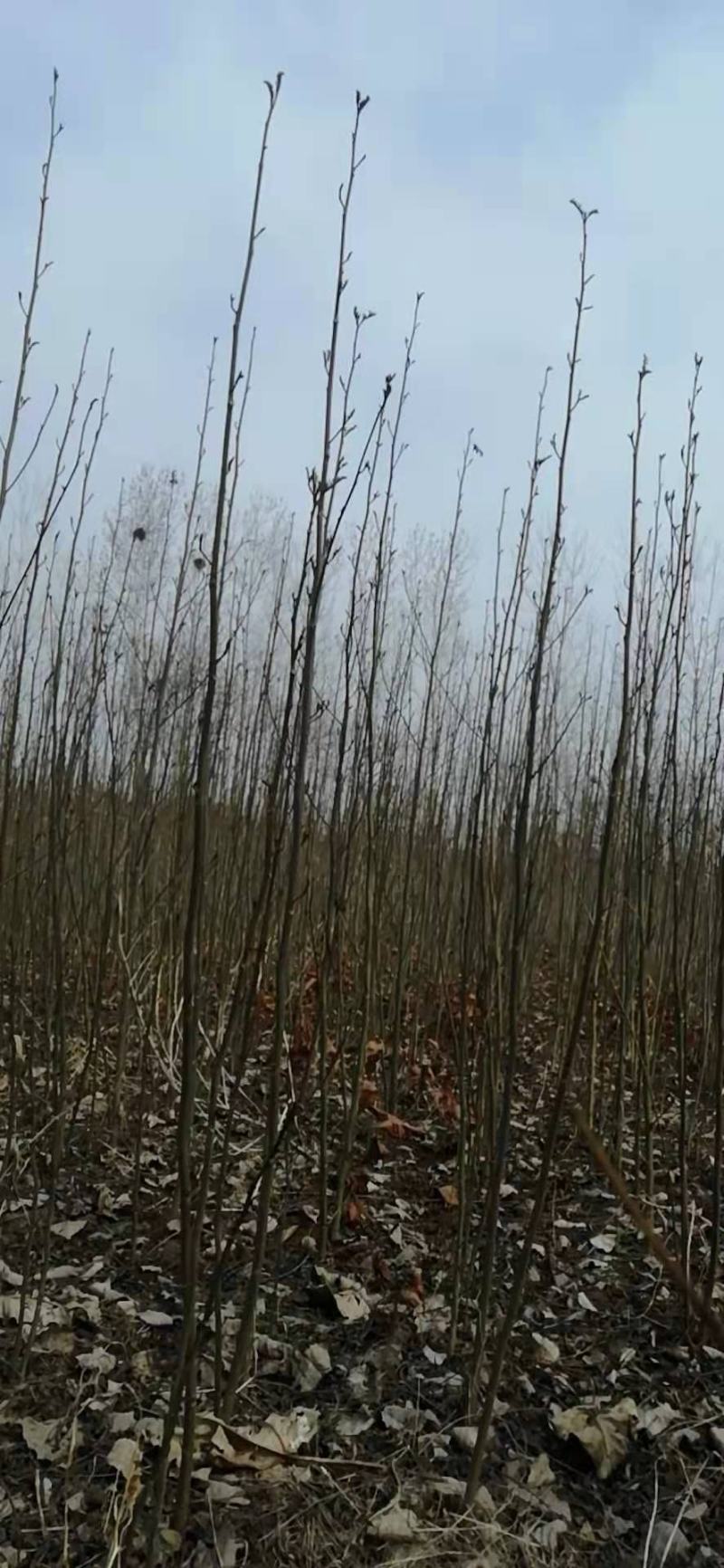大量出售1～3公分枫杨树苗