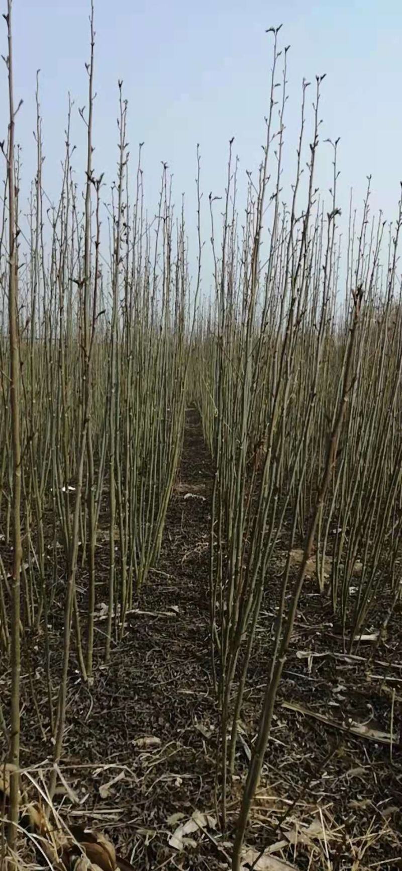 大量出售1～3公分枫杨树苗