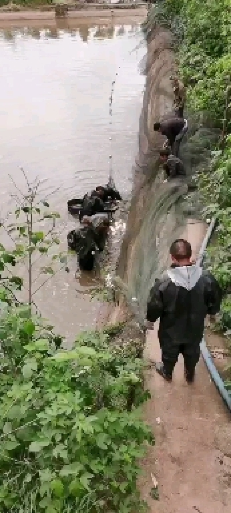 鲶鱼