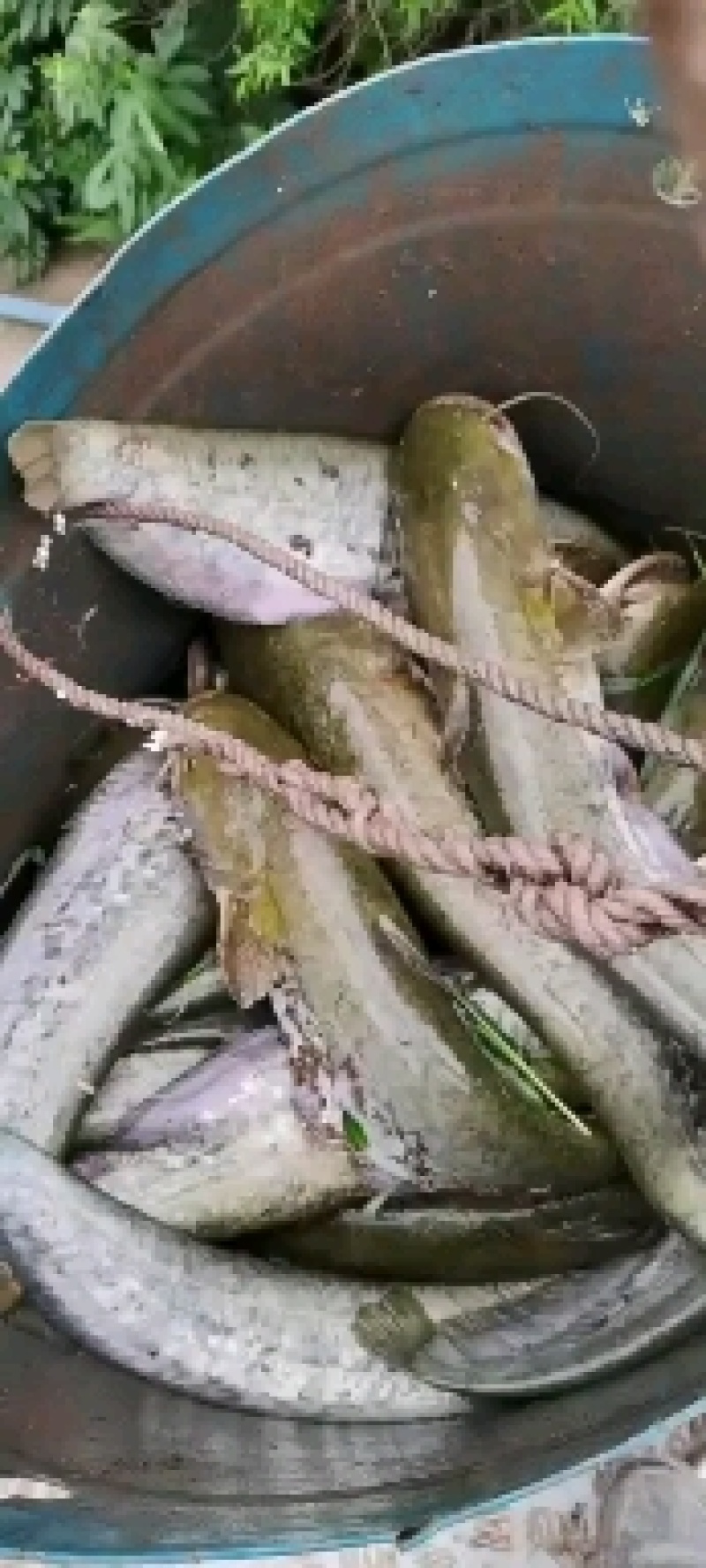 鲶鱼
