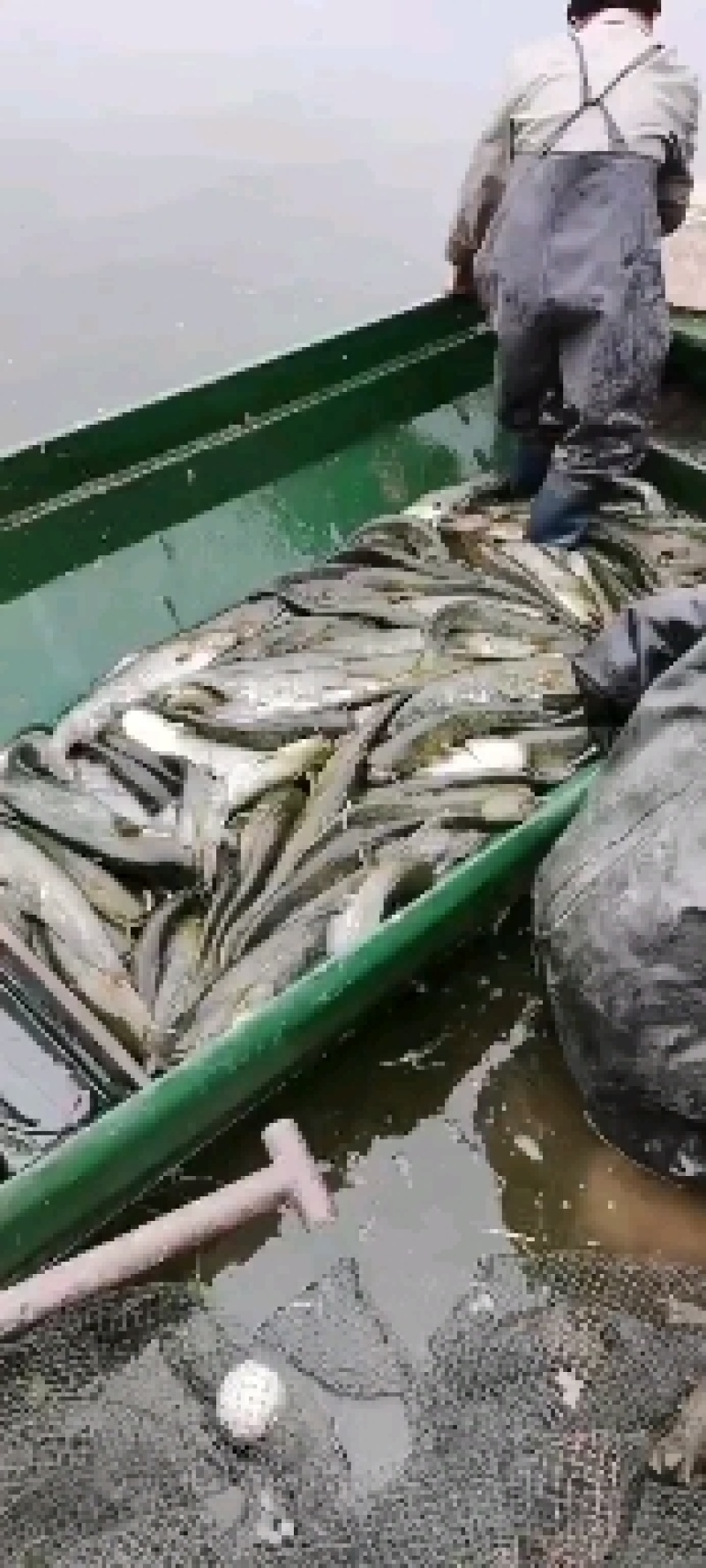鲶鱼