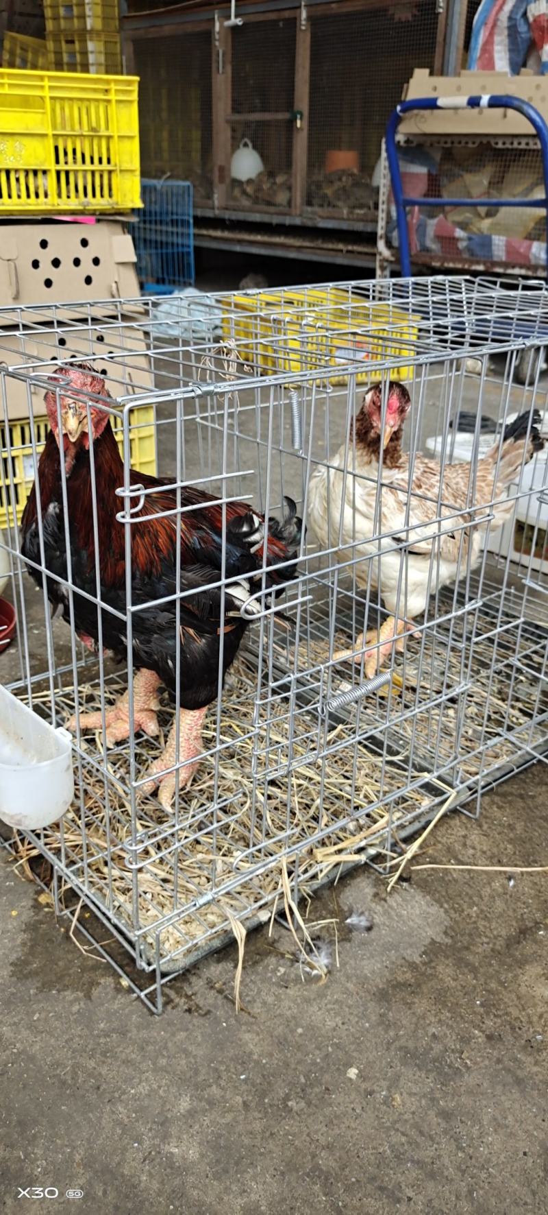 鸡苗正品东涛鸡苗三四两包邮包运输存活