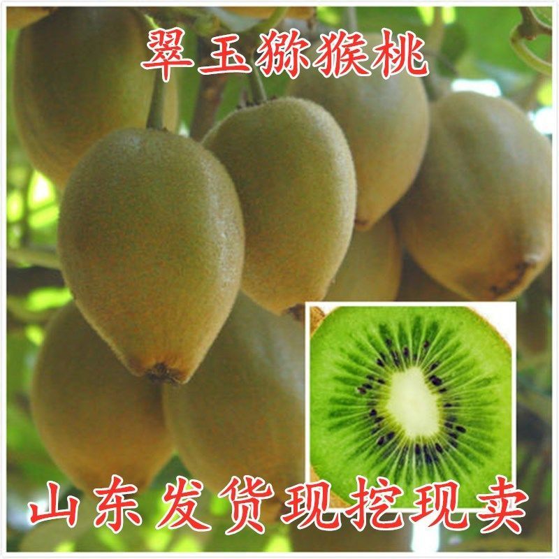 基地直发优质猕猴桃苗，原土原盆发货，现挖现发，营养杯发货