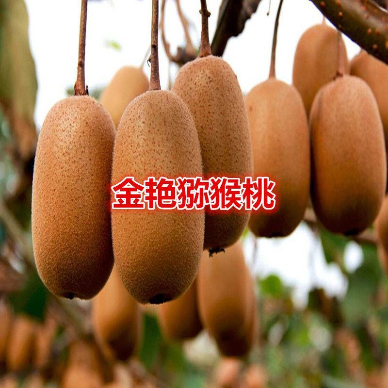基地直发优质猕猴桃苗，原土原盆发货，现挖现发，营养杯发货
