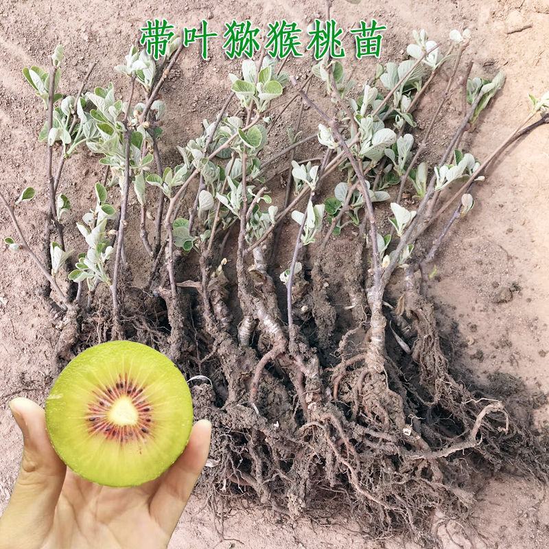 基地直发优质猕猴桃苗，原土原盆发货，现挖现发，营养杯发货