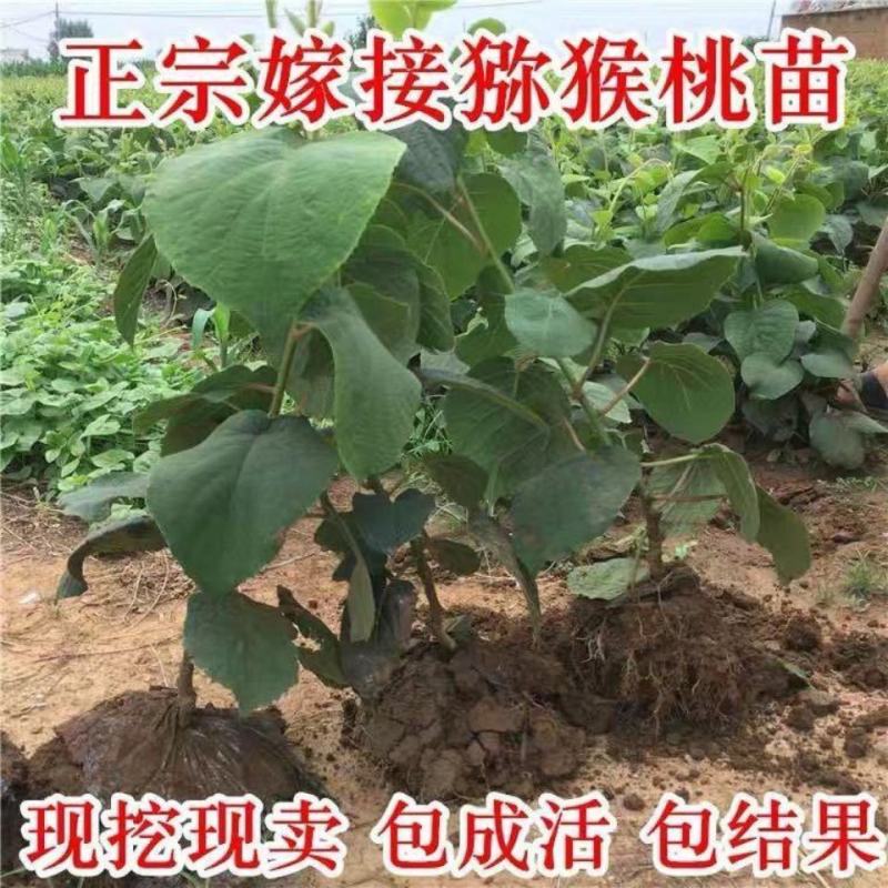 基地直发优质猕猴桃苗，原土原盆发货，现挖现发，营养杯发货