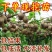 基地直发优质猕猴桃苗，原土原盆发货，现挖现发，营养杯发货