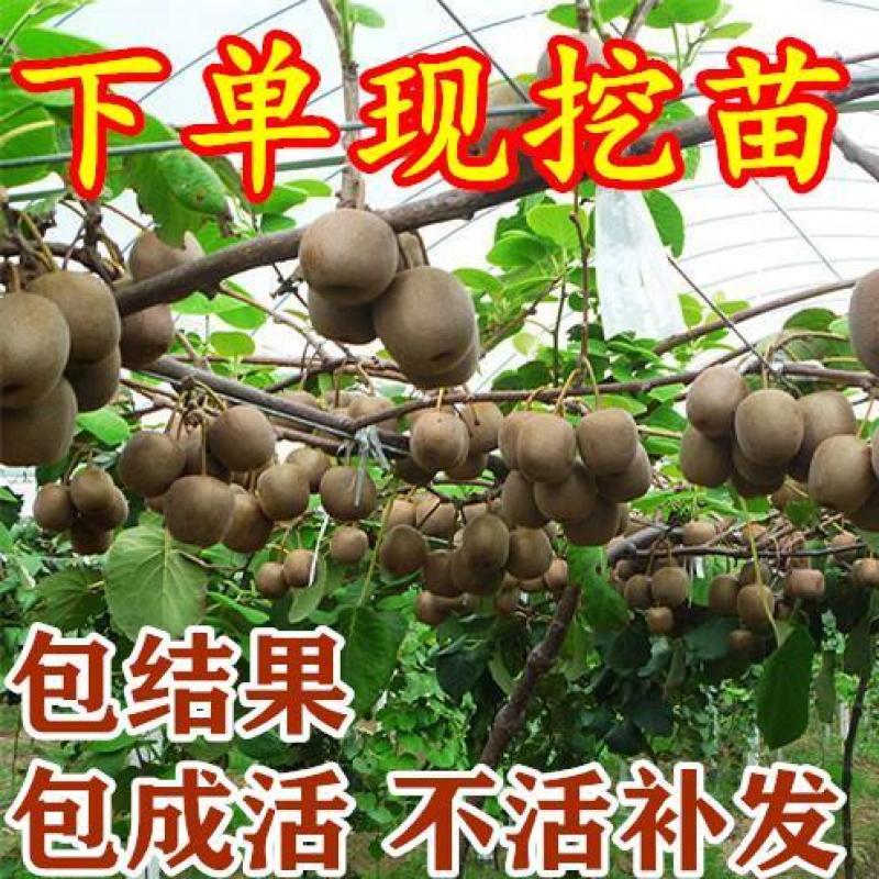 基地直发优质猕猴桃苗，原土原盆发货，现挖现发，营养杯发货