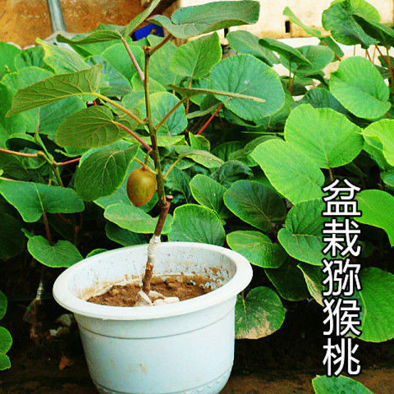 基地直发优质猕猴桃苗，原土原盆发货，现挖现发，营养杯发货