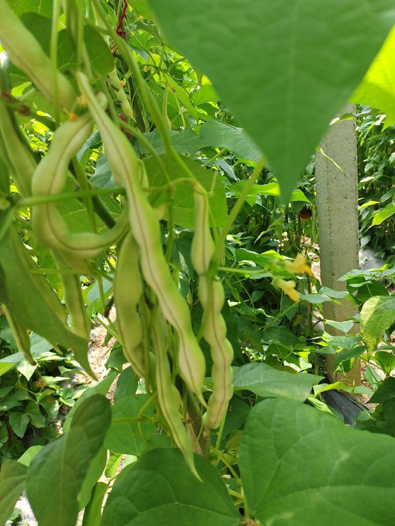 山东省平度市芸豆