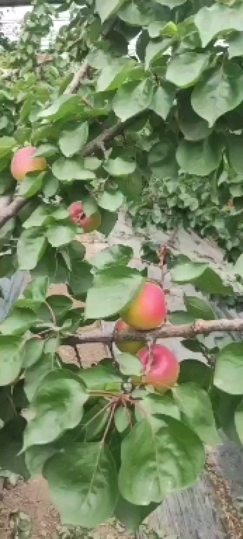 中原红杏，口感好，颜色漂亮，货源充足！！！