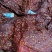 全熟麻辣大块肉五香大块肉无注水无加粉大块肉