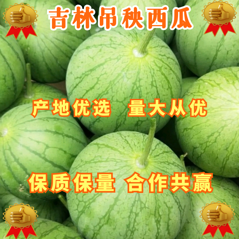 【吉林西瓜】小风黄瓤吊秧绿皮西瓜东北西瓜包熟包甜