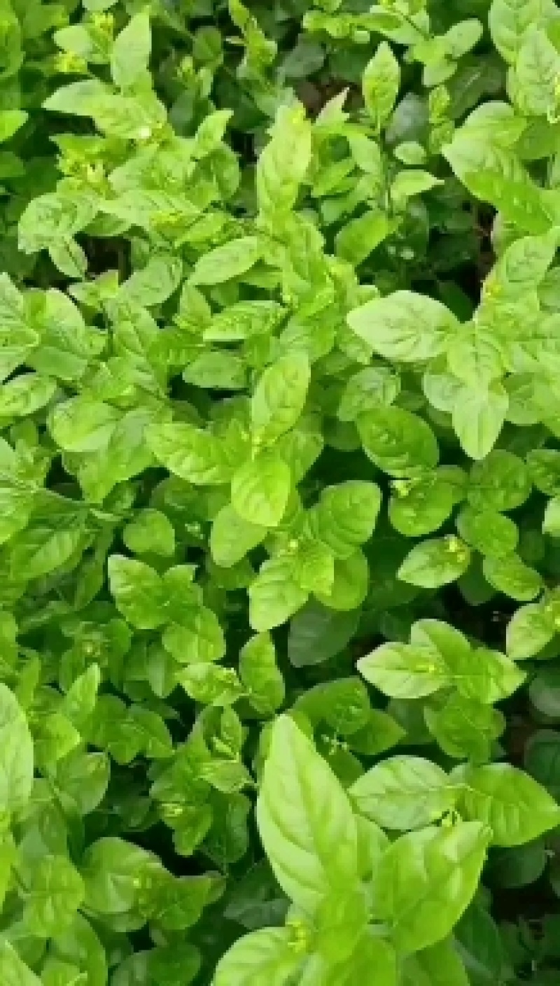 茉莉花
