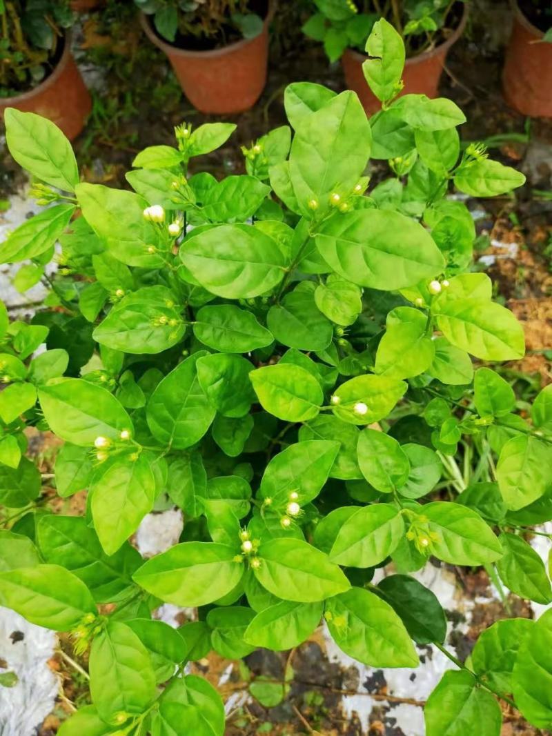 茉莉花