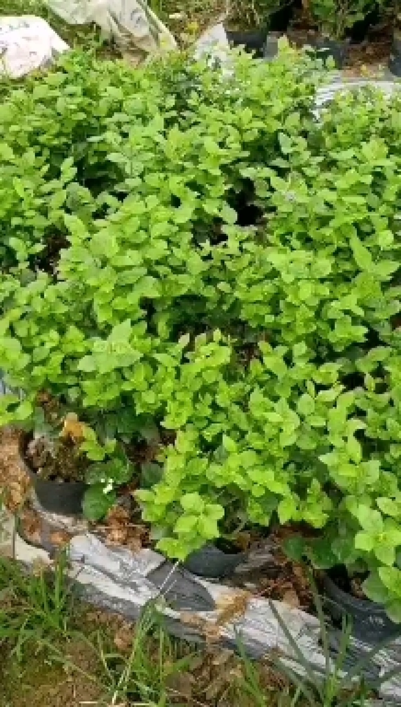 茉莉花