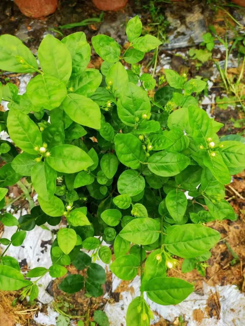 茉莉花