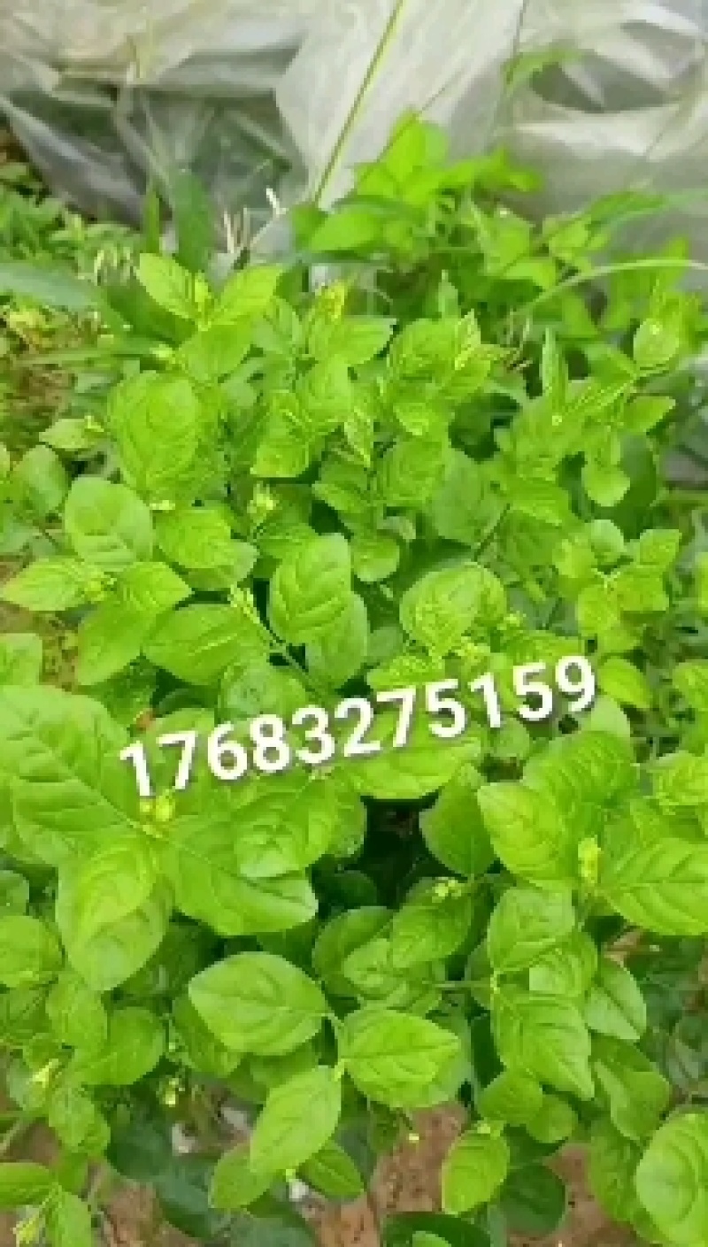茉莉花
