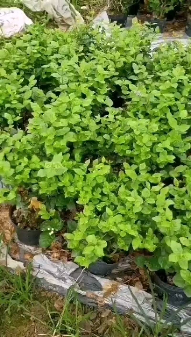 茉莉花