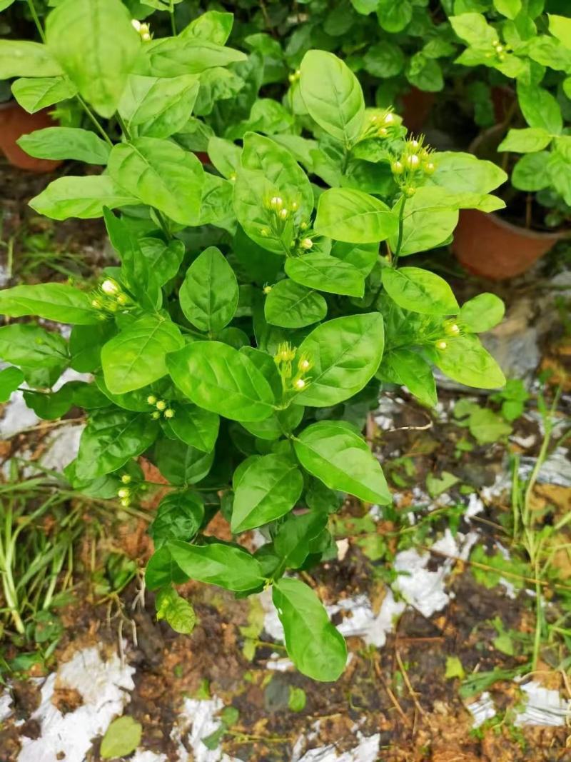 茉莉花
