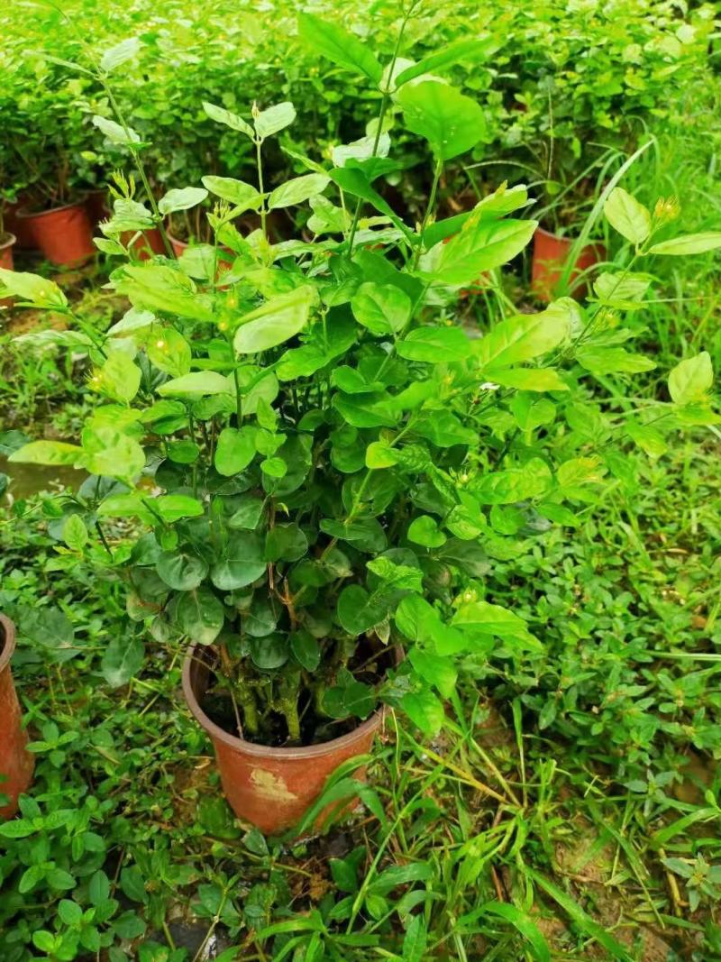 茉莉花
