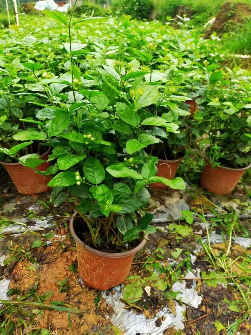 茉莉花