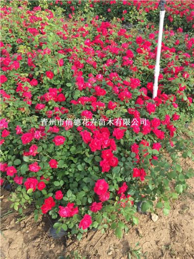 红花蔷薇，白色，粉色都有，量大优惠，基地自产自销