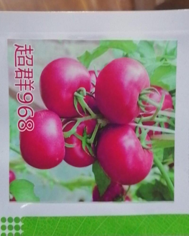 西红柿种子968番茄种籽耐寒早熟大果