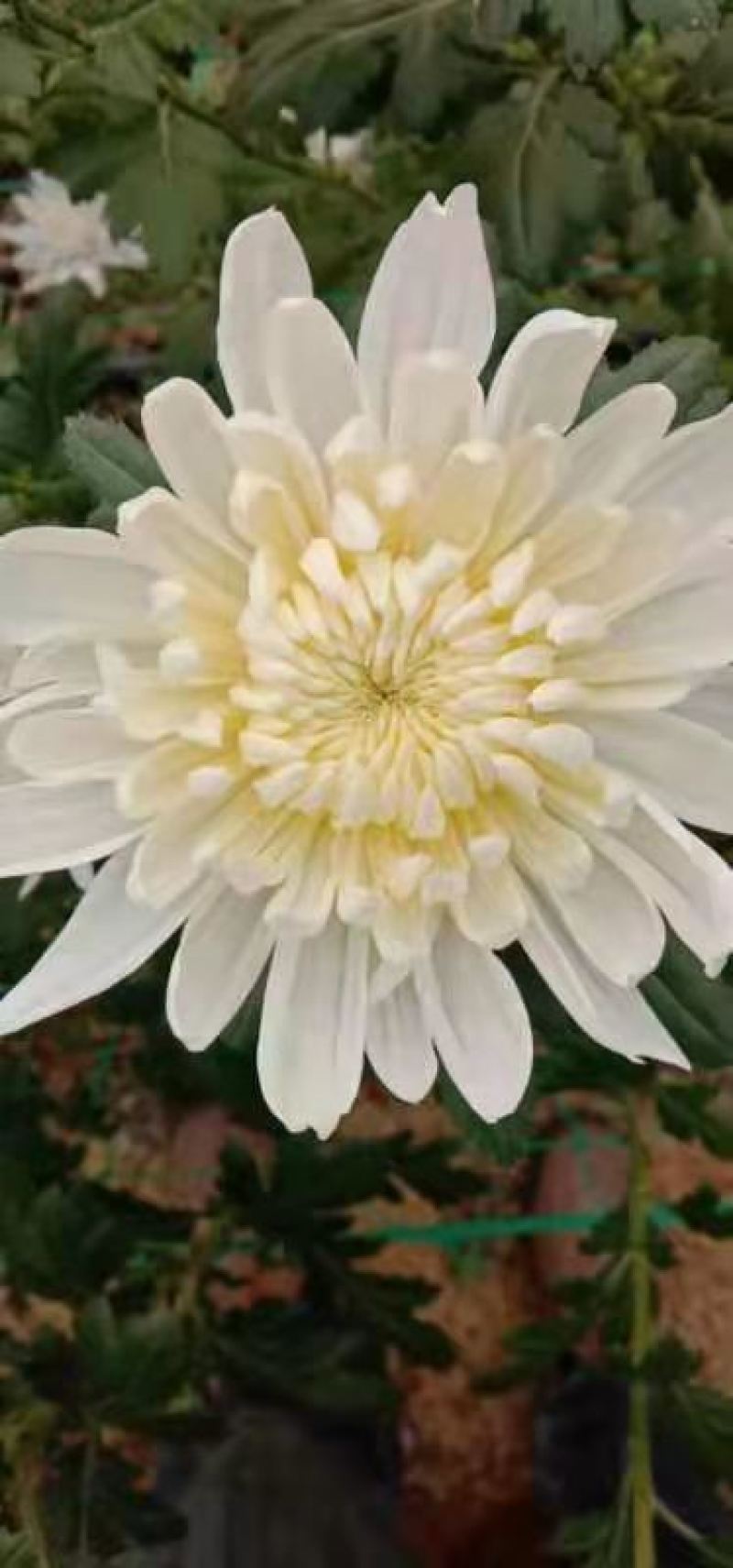 菊花