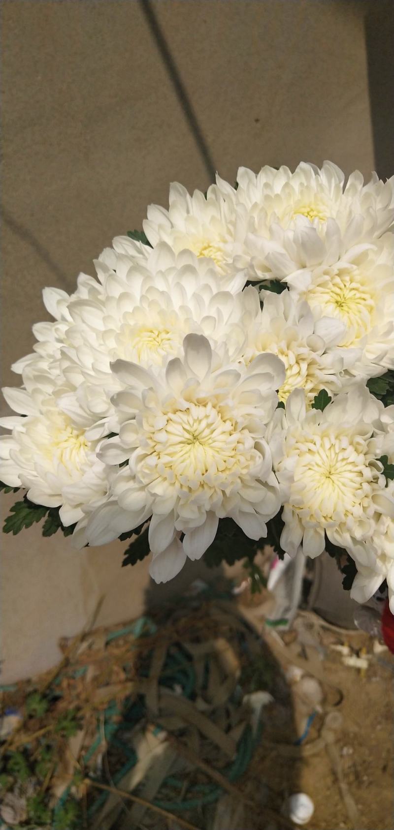 菊花