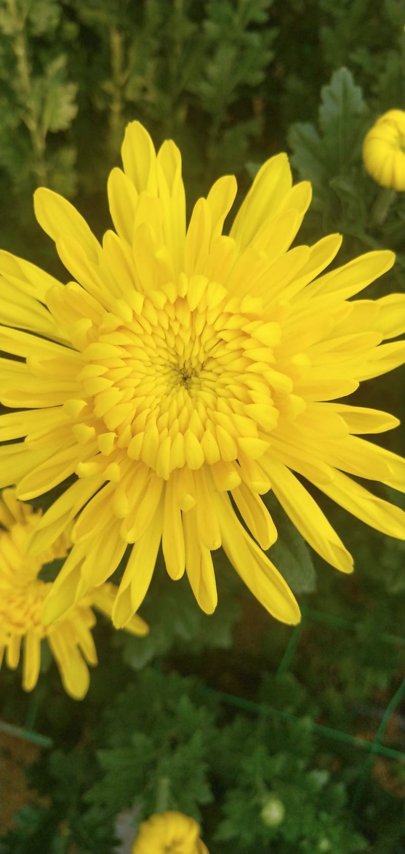 菊花
