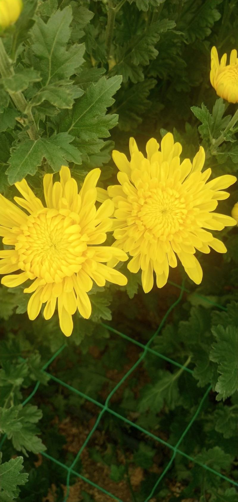 菊花
