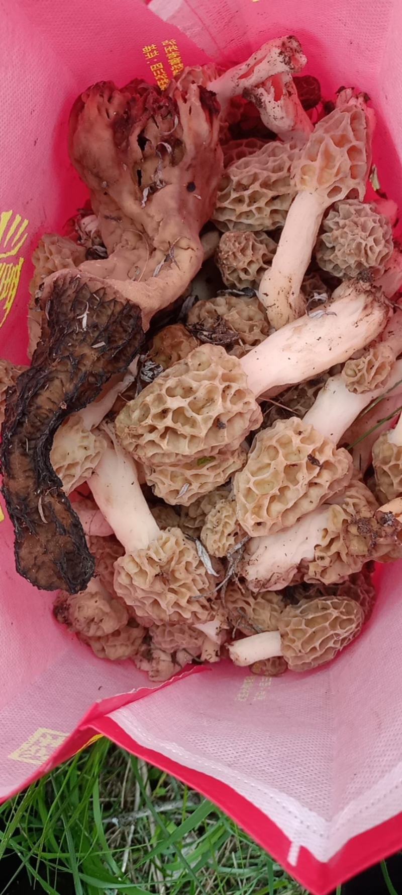 羊肚菌