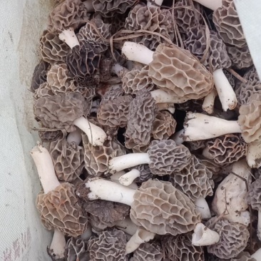 羊肚菌