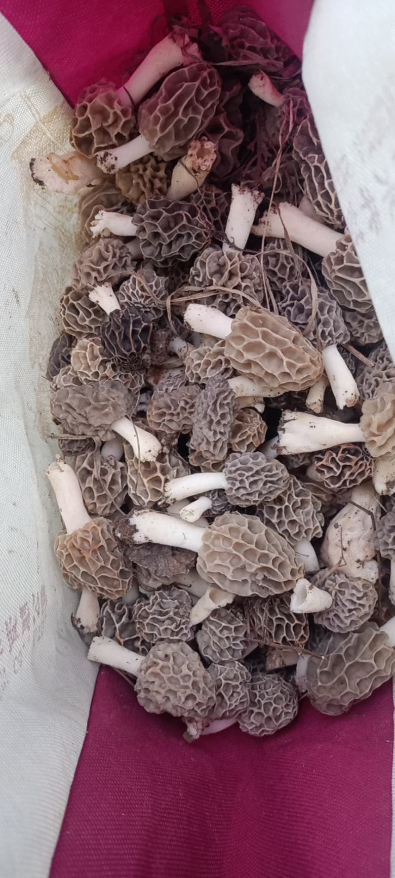 羊肚菌