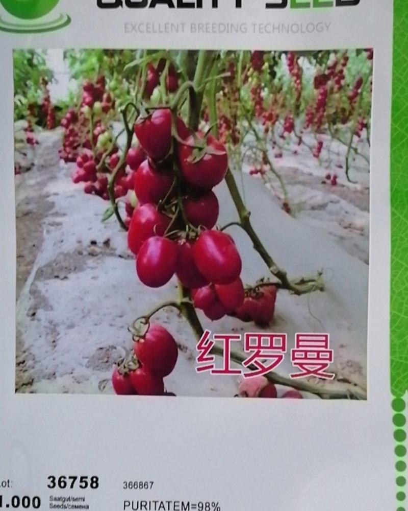 红罗曼番茄种子串收番茄种籽黄罗曼高产抗病