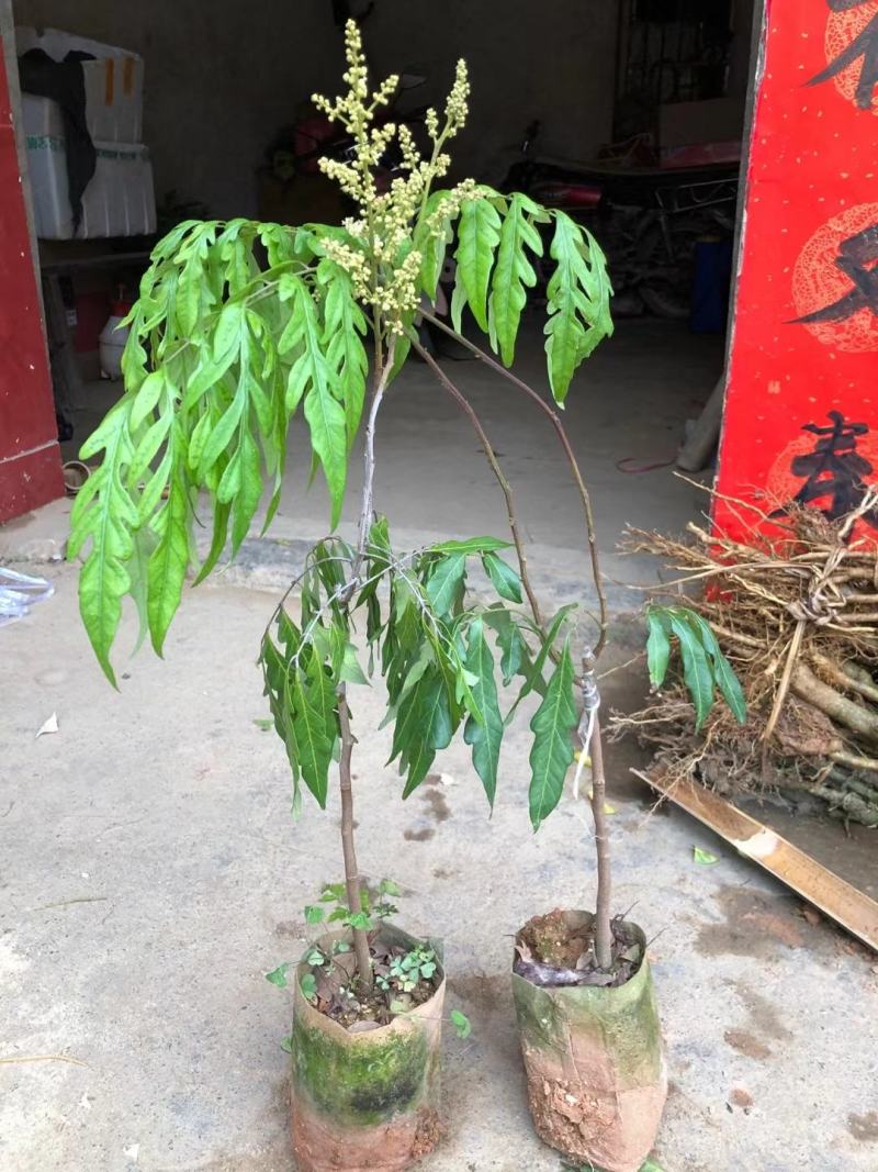 无核龙眼苗嫁接苗带土球发货果肉厚香甜