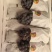 正宗云南建水黑提夏黑葡萄酸甜无籽新鲜黑提蓝莓葡萄