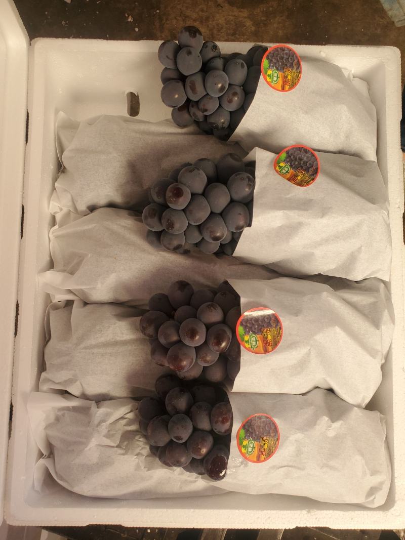 正宗云南建水黑提夏黑葡萄酸甜无籽新鲜黑提蓝莓葡萄