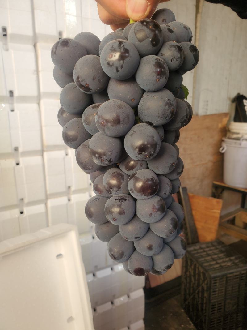 正宗云南建水黑提夏黑葡萄酸甜无籽新鲜黑提蓝莓葡萄