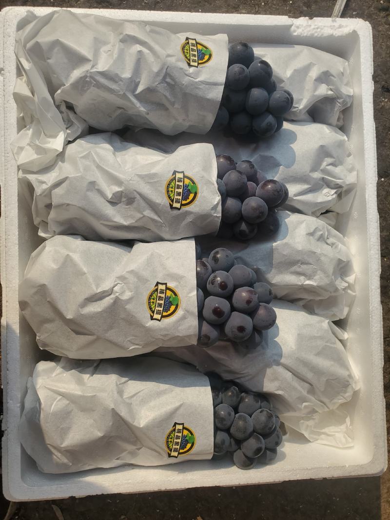 正宗云南建水黑提夏黑葡萄酸甜无籽新鲜黑提蓝莓葡萄