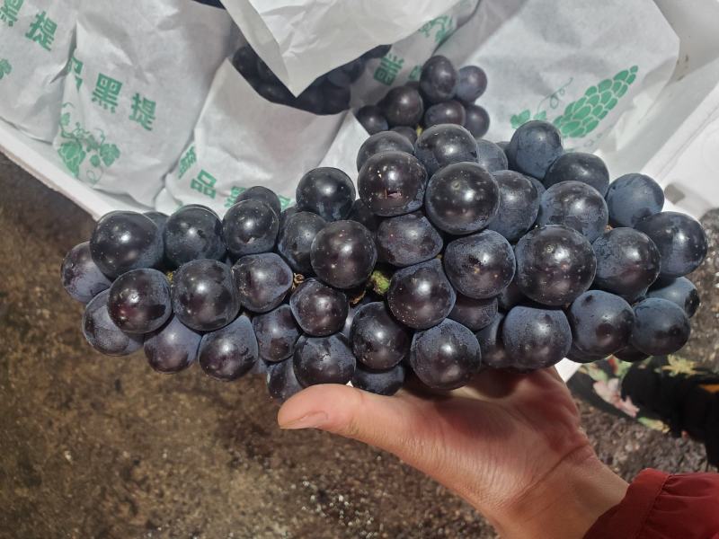 正宗云南建水黑提夏黑葡萄酸甜无籽新鲜黑提蓝莓葡萄