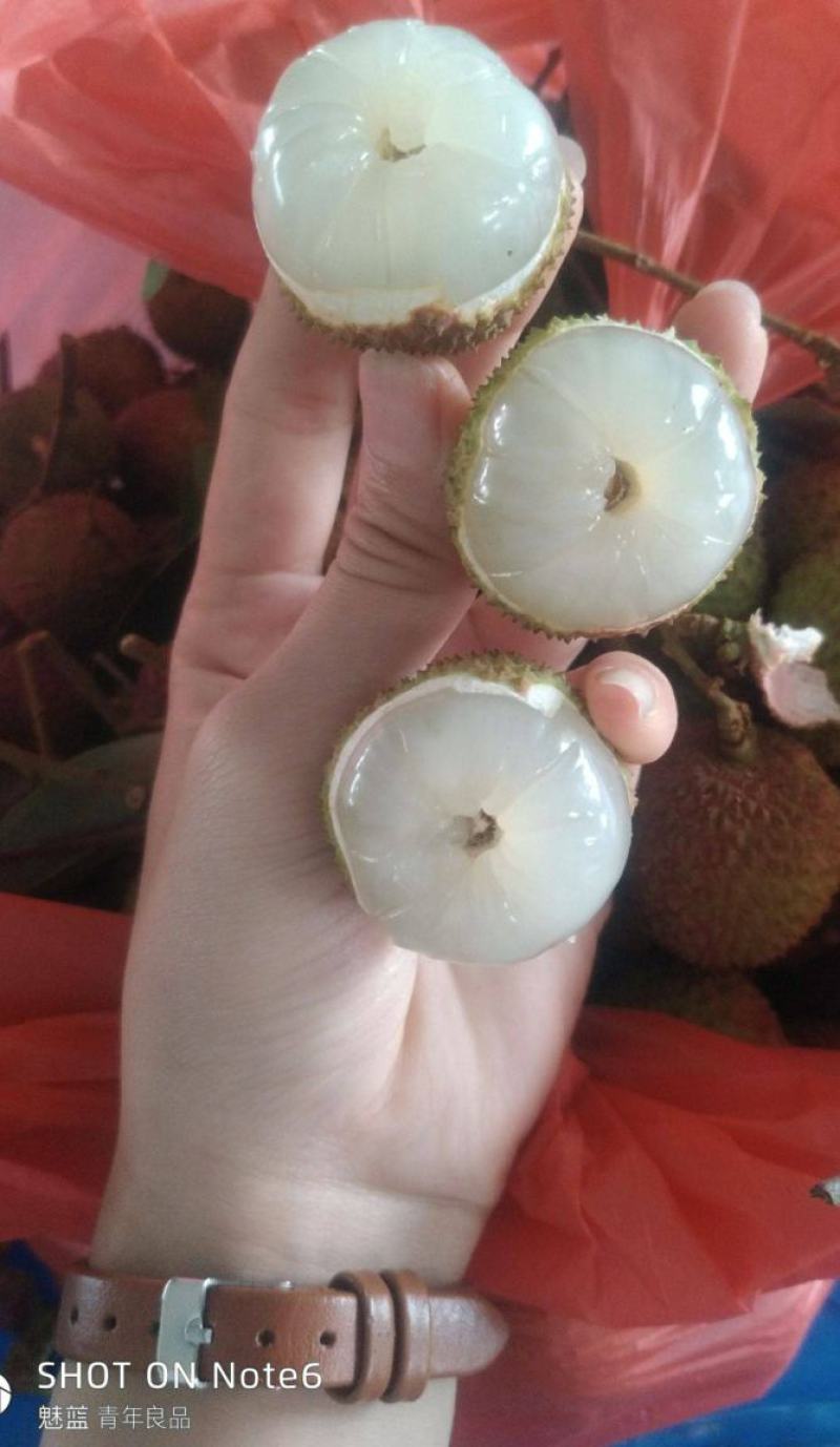 妃子笑荔枝苗中早熟品种核小肉厚多汁好吃品种嫁接苗